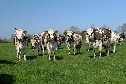 Troupeau de vaches normandes au pr&eacute;