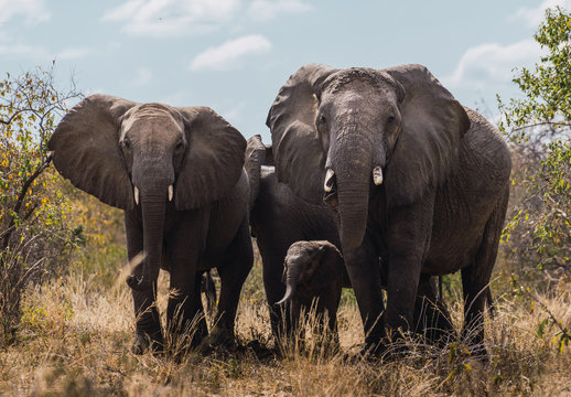 Family of African elephants, two elephants with small fangs and a baby elephant.