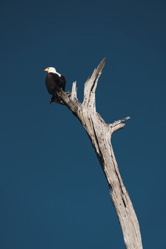 isolated bald eagle on top of a tree.