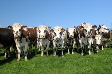 Troupeau de vaches normandes au pr&eacute;