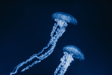 Jellyfish