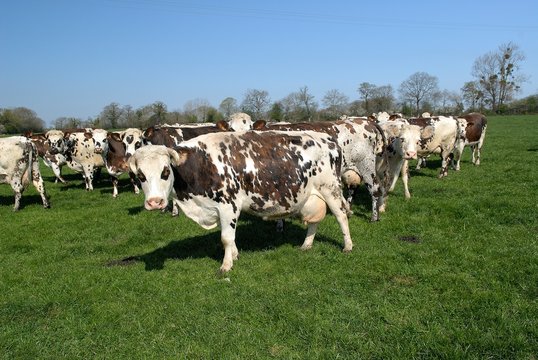 191 Best Vache Normande Images Stock Photos Vectors Adobe Stock 191 Best Vache Normande Images Stock Photos Vectors Adobe Stock