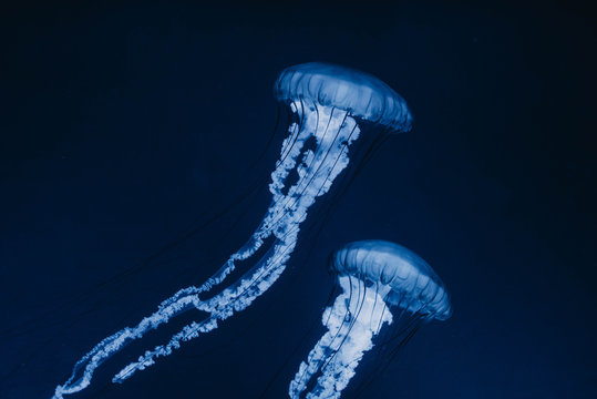Jellyfish