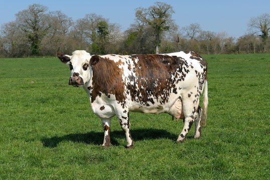 191 Best Vache Normande Images Stock Photos Vectors Adobe Stock 191 Best Vache Normande Images Stock Photos Vectors Adobe Stock