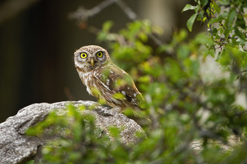 Interested little owl, athene noctua, peeking from behind a green branch with leaves sitting on stone. Alert bird of prey hiding in summer nature forest. Animal wildlife in nature.