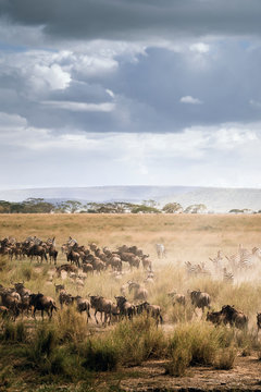 Panorama of wildebeest in great migration in Serengeti National Park landscape