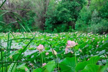 pink flowers on the water turned into thickets of other lotuses