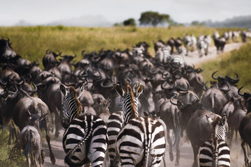 Zebras and wildebeests during the big migration in Serengeti Nat