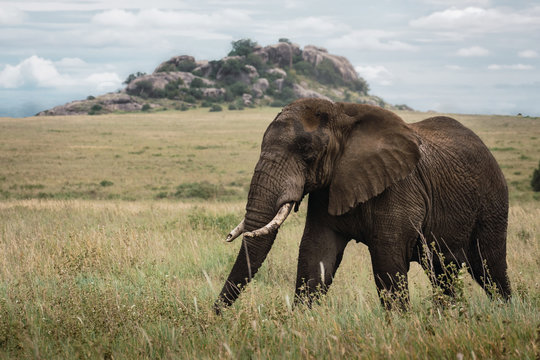 Young African elephant with its fangs in the Serengeti National