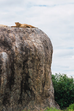 Group of lions lying on a cliff in the serengeti , Tanzania, Africa.