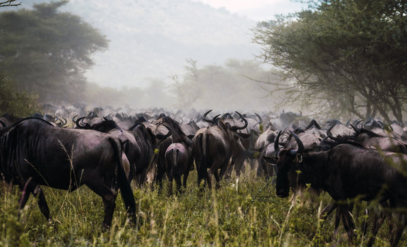 Group of wildebeests walking in dust on the savannah .