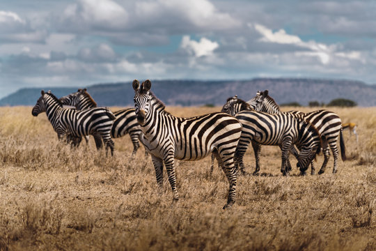 Group of zebras grazing in the tanzanian savannah.