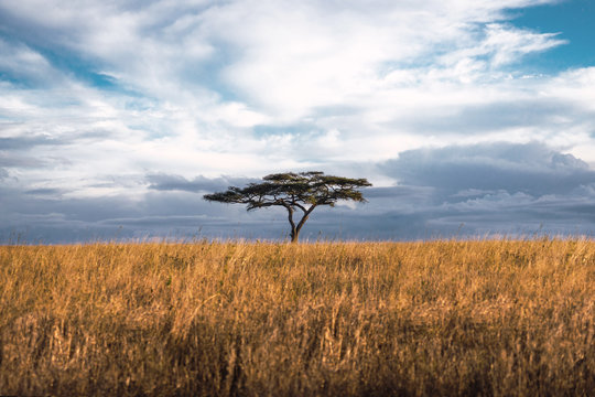 The only acacia tree, contrast of colors in the serengeti savann