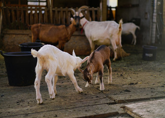 Fototapeta premium goats on the farm