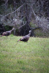 Wild turkeys on the countryside in Ontario, Canada.