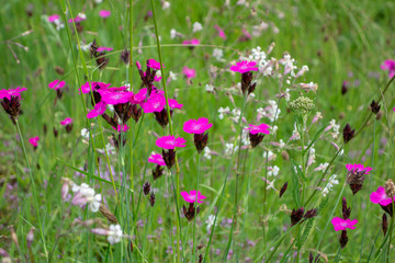 Pink Carnations on field. Summer Flowers.