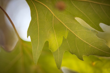 Close up green leaf
