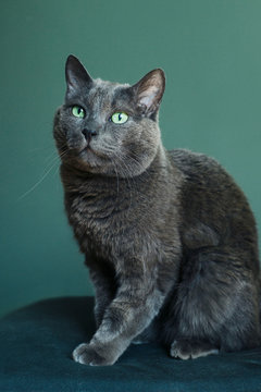 A beautiful gray cat breeds Russian blue sits on a pillow