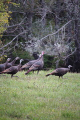 Wild turkeys on the countryside in Ontario, Canada.