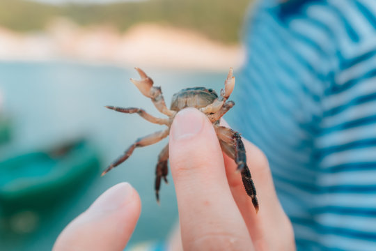 crab on hand