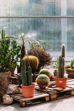 Still life with several cactus in flowerpots