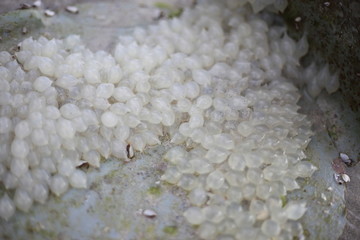 Many of squid eggs aground on the beach
