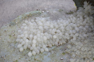 Many of squid eggs aground on the beach