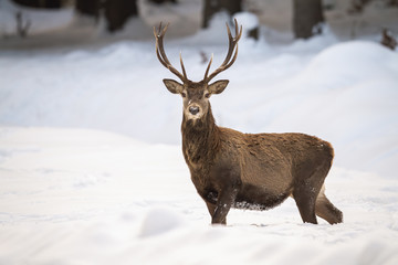 Dominant red deer, cervus elaphus, walking in the snow and having a guard. Solitary stag in the forest. Wild herbivore paying attention and having a guard. Majestic creature in its natural habitat.
