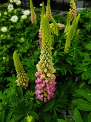 flowers in the garden