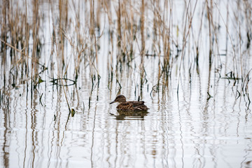 Teal, Anas crecca, single male on water, nice duck, Wildlife scene from nature.
