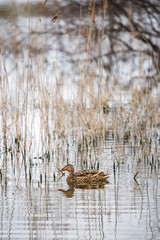 Teal, Anas crecca, single male on water, nice duck, Wildlife scene from nature.