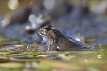 European common brown frog (Rana temporaria) massive mating, reproduction event in a pond. male resting on eggs carpet.