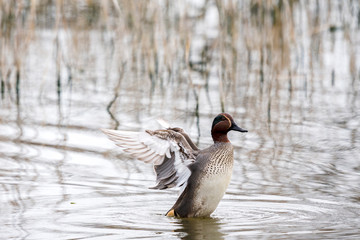 Teal, Anas crecca, single male on water, nice duck, Wildlife scene from nature.