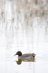 Teal, Anas crecca, single male on water, nice duck, Wildlife scene from nature.