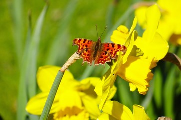 Comma butterfly on a flower