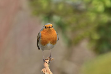 Photo of European robin (Erithacus rubecula) sits on the branch. Detailed and bright portrait. Autumn landscape with a song bird. Erithacus rubecula. Wildlife scene from nature