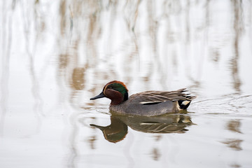 Teal, Anas crecca, single male on water, nice duck, Wildlife scene from nature.