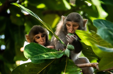 Monkeys in Da Nang, Vietnam