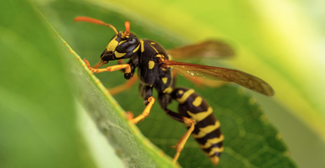 wasp on leaf