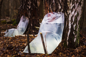 Farm for produced from birch in the forest. Collecting Birch juice symbolizes the end of winter dormancy and the beginning of spring.