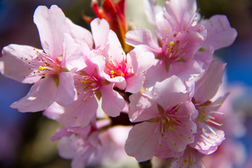 Blossom tree with branch with pink flowers in spring time