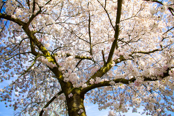 White flower tree in spring with sun and blue sky. Branch with white flowers and blossom