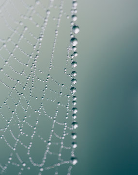 Dewy spider web