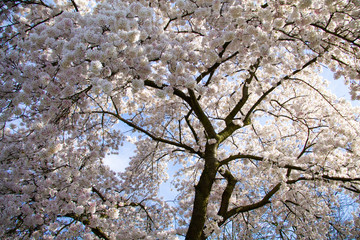 White flower tree in spring with sun and blue sky. Branch with white flowers and blossom