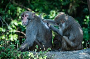 Monkeys in Da Nang, Vietnam