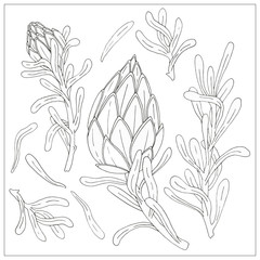 SET OF SKETCHED hand drawings of a protea flower and branches. Vector image on a white background.