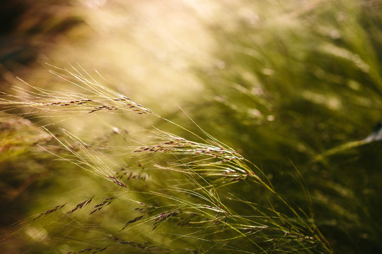 Ornamental grasses in morning light.