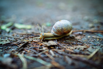 Weinbergschnecke überquert den Waldweg