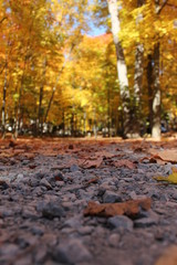 autumn in the park