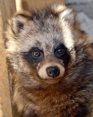 RACCOON DOG IN THE SHADE